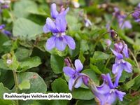 Rauhhaariges Veilchen - Viola hirta-hpS