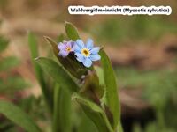 Waldvergi&szlig;meinnicht - Myosotis sylvatica2-hpS