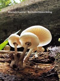 Mucidula mucida - Buchenschleimr&uuml;bling-hp