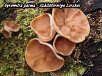 Gyromitra parma - Schildf&ouml;rmige Lorchel-hp