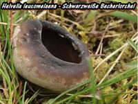 Helvella leucomelaena - Schwarzwei&szlig;e Becherlorchel-hp