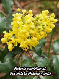 Mahonia aquifolium cf - Gew&ouml;hnliche Mahonie-hp