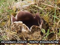 Sarcosphaera coronaria - Violetter Kronenbecherling-hp