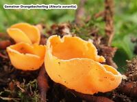 Aleuria aurantia - Gemeiner Orangenbecherling2014-hpS