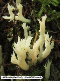 Clavulina coralloides - Kammf&ouml;rmige Koralle-hpS